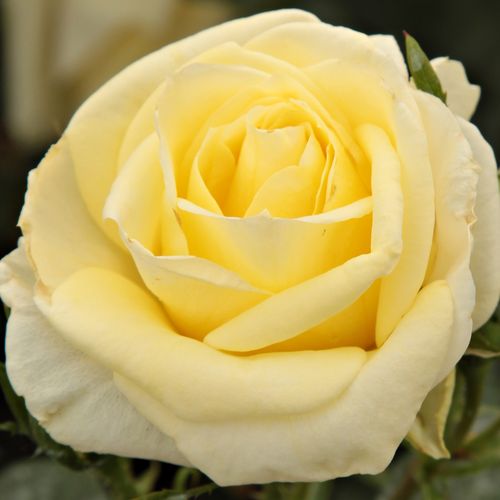 Vendita, rose Rosa Limona ® - rosa dal profumo discreto - Rose per aiuole (Polyanthe – Floribunde) - Rosa ad alberello - giallo - W. Kordes & Sons0 - 0